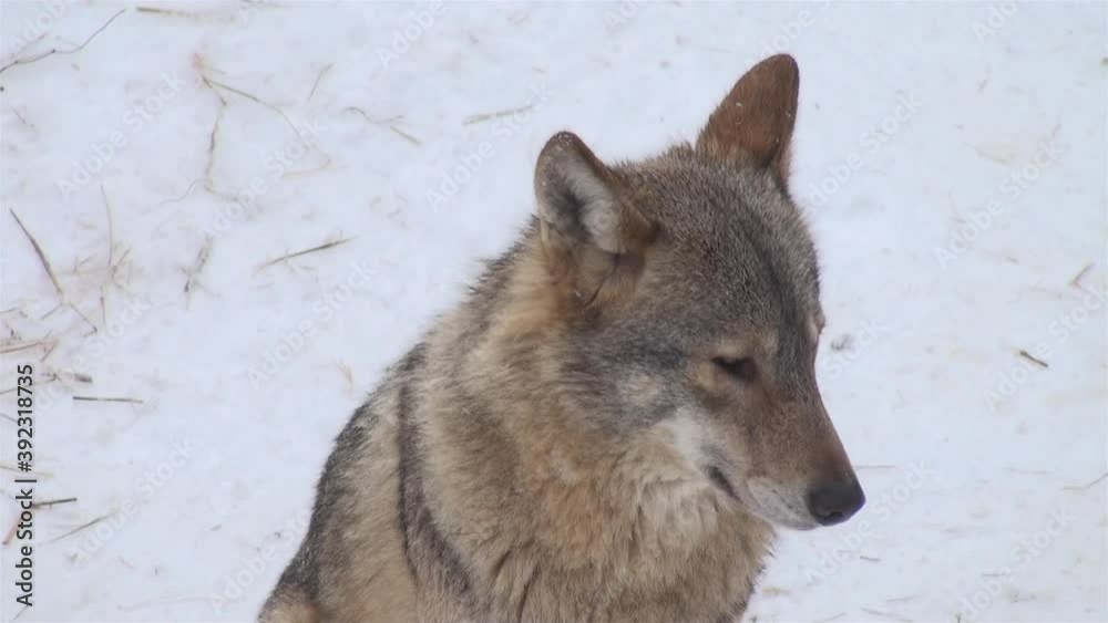 Wolves in winter, the behavior of isolated wolves in the forest, videos shot with video denoiser Wolves in winter, the behavior of isolated wolves in the forest, videos shot with video denoiser
