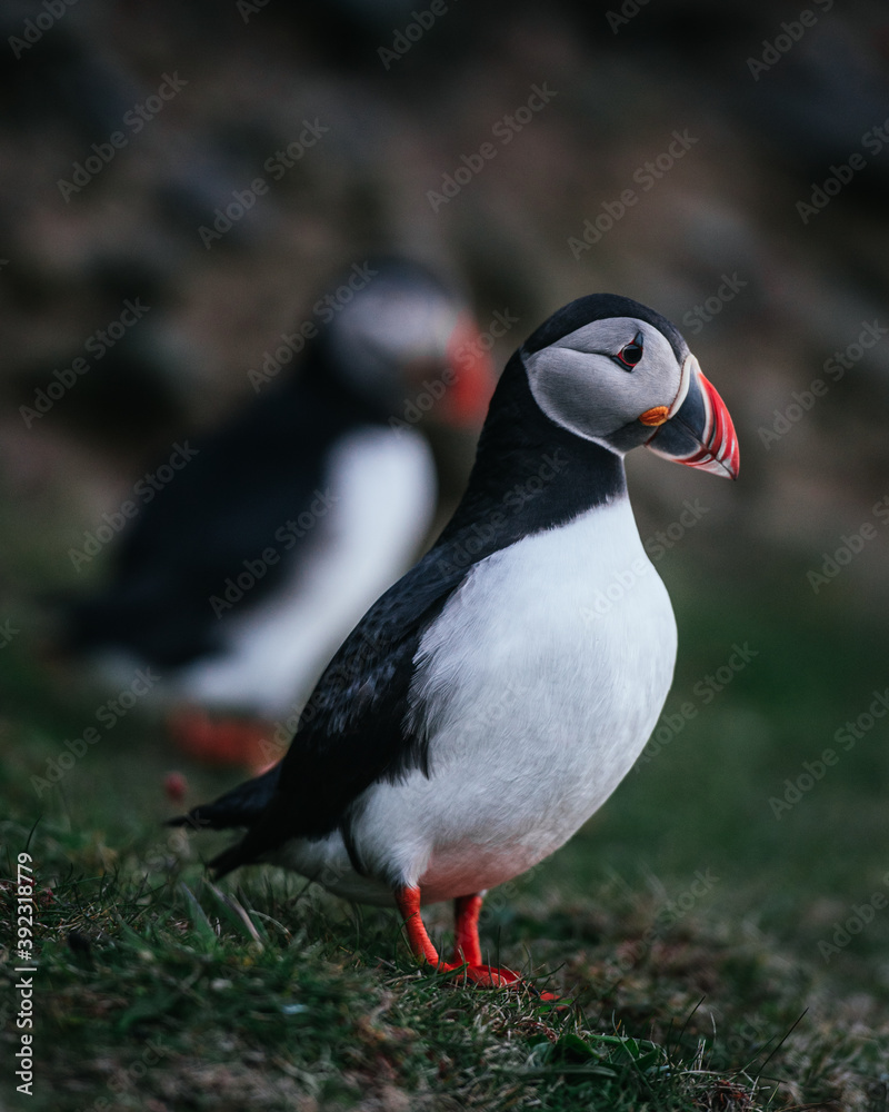 A puffin bird A puffin bird