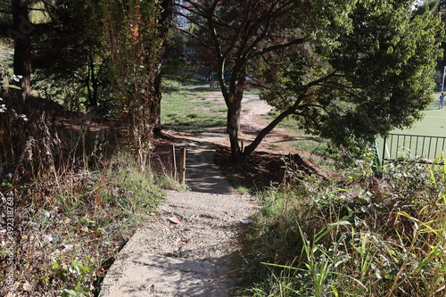 path in the woods