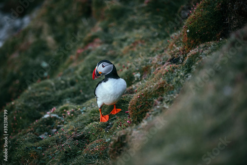 A puffin bird