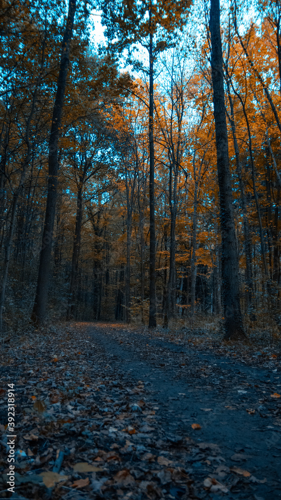 autumn in the forest