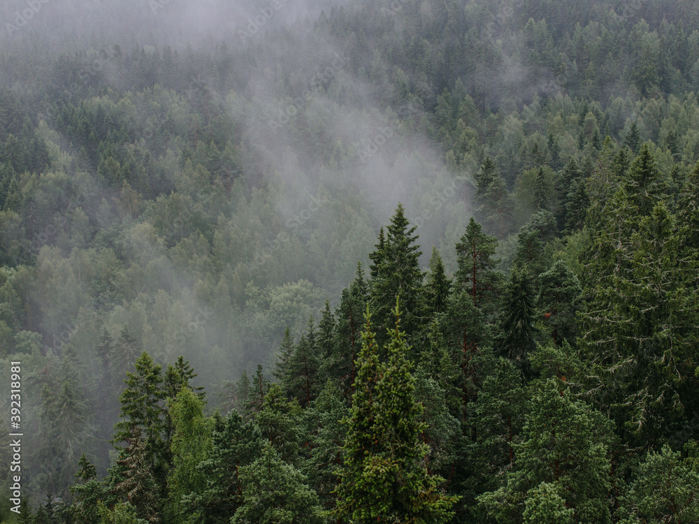 Misty green forest Misty green forest