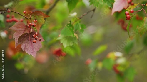 Hawthorn medicinal plant with berries