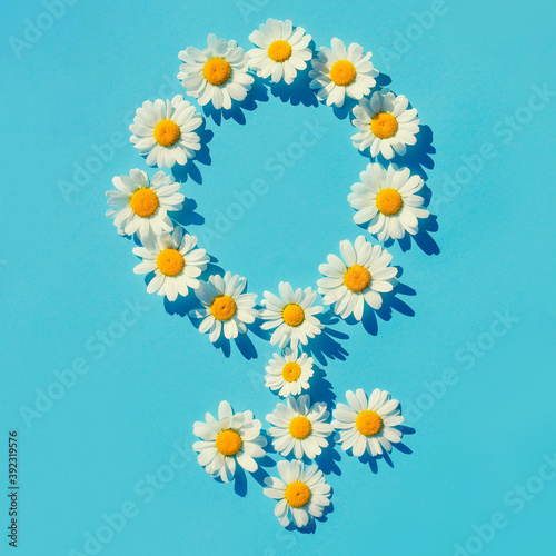 the female gender symbol is laid out with white daisies on a blue background with hard shadows. symbolic designation of the female sex. banner