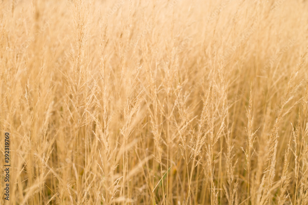 field, wheat, background, abstract, agriculture, nature, crop, grain, grass, plant, yellow, cereal, farm, harvest, summer, Golden, food, seed, ripe, corn, straw, rural, bread, texture, growth, barley field, wheat, background, abstract, agriculture, nature, crop, grain, grass, plant, yellow, cereal, farm, harvest, summer, Golden, food, seed, ripe, corn, straw, rural, bread, texture, growth, barley