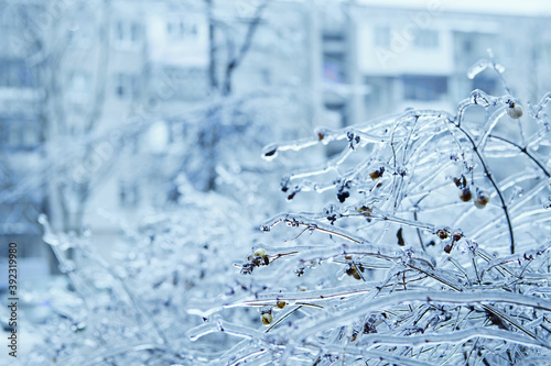 frost on tree © AlexanderBee 