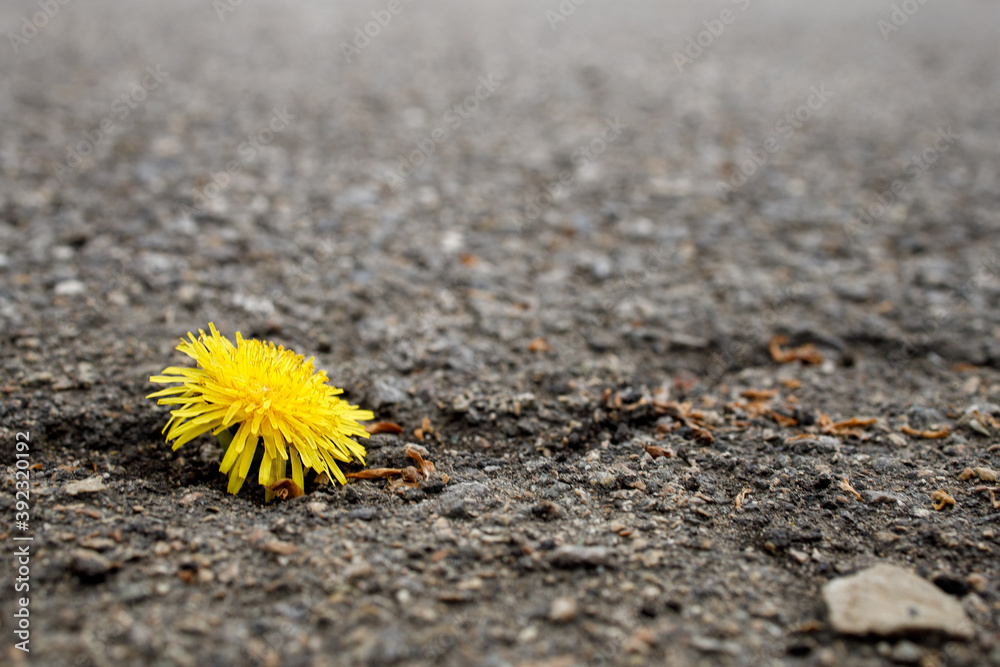 yellow dandelion flower on rough asphalt yellow dandelion flower on rough asphalt