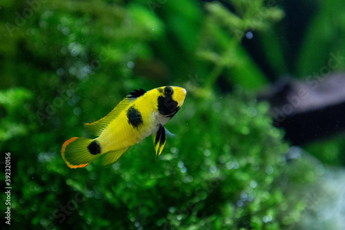 Apistogramma nijsseni, panda dwarf cichlid, southamerican dwarf cichlid in the display aquarium. 