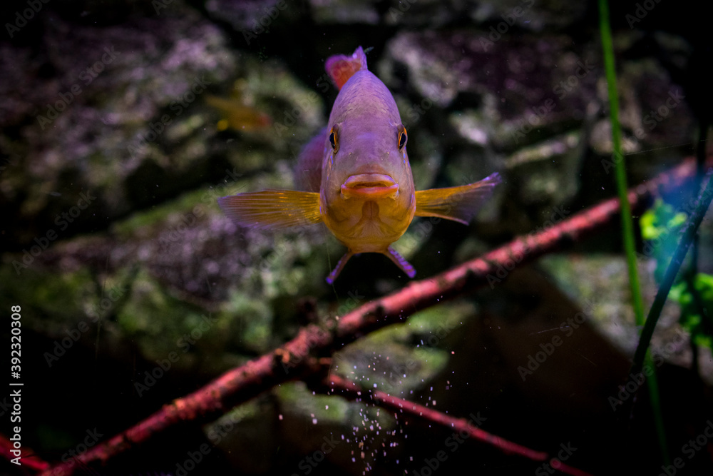 Geophagus brasiliensis, pearl cichlid, in the display aquarium. Stock