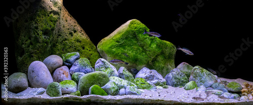 Lake Tanganyika display aquarium. Beautiful rocky habitat biotope with green algaes.  photo