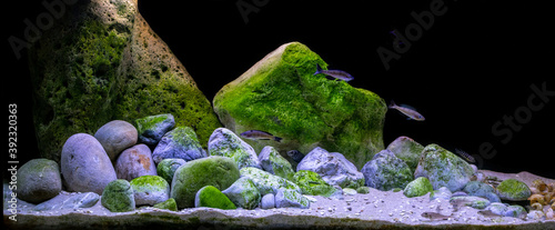Tableau sur toile Lake Tanganyika display aquarium