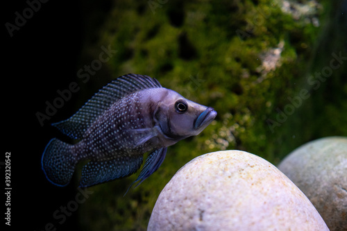 Altolamprologus calvus 'black Congo' in the display aquarium. 
