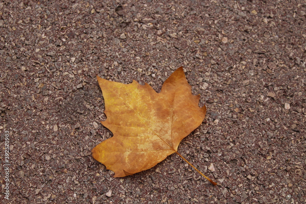 Sycamore leaf on the ground during Autumn Sycamore leaf on the ground during Autumn