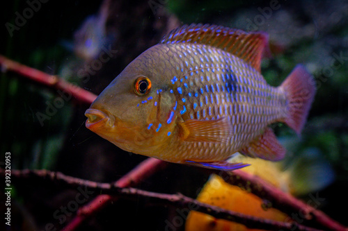 Geophagus brasiliensis, pearl cichlid, in the display aquarium. 