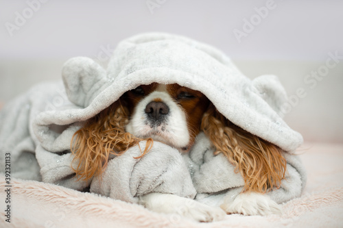 Cavalier king charles spaniel Close up portrait funny dog lying on light sheets sunny weekend morning relax. Happy home atmosphere cozy mood. Petfriendly hotel © Татьяна Волкова