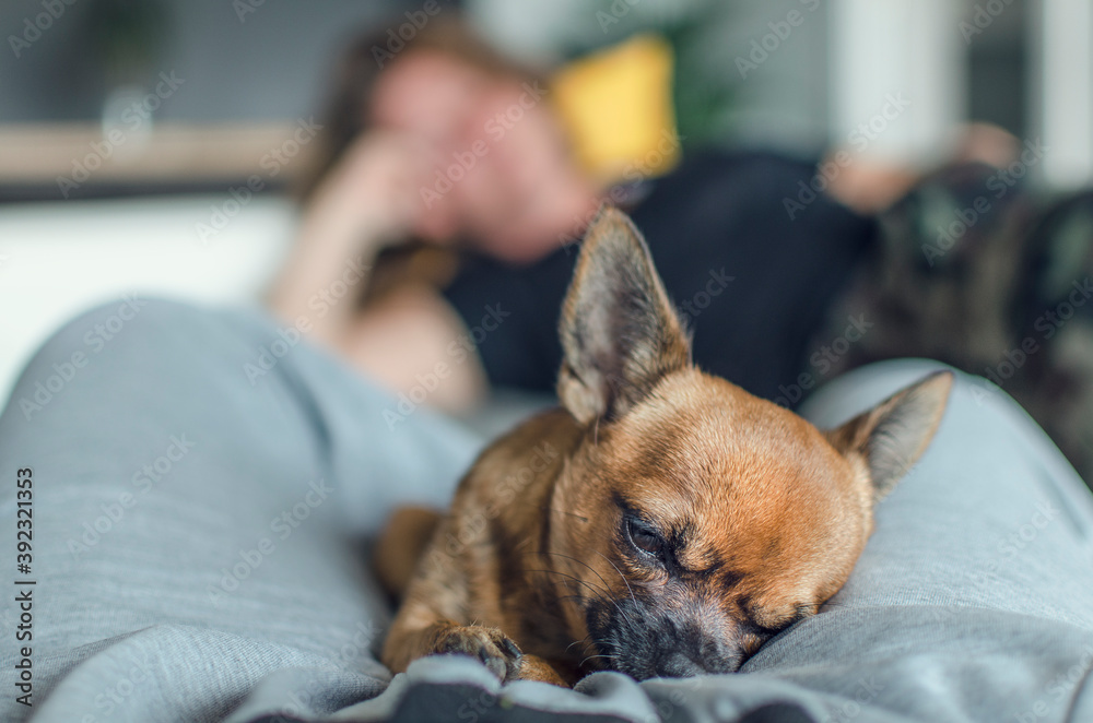 Selective focus on a cute chihuahua lying between owner's legs.  Blurred background of a caucasian woman resting on a couch. Indoor.