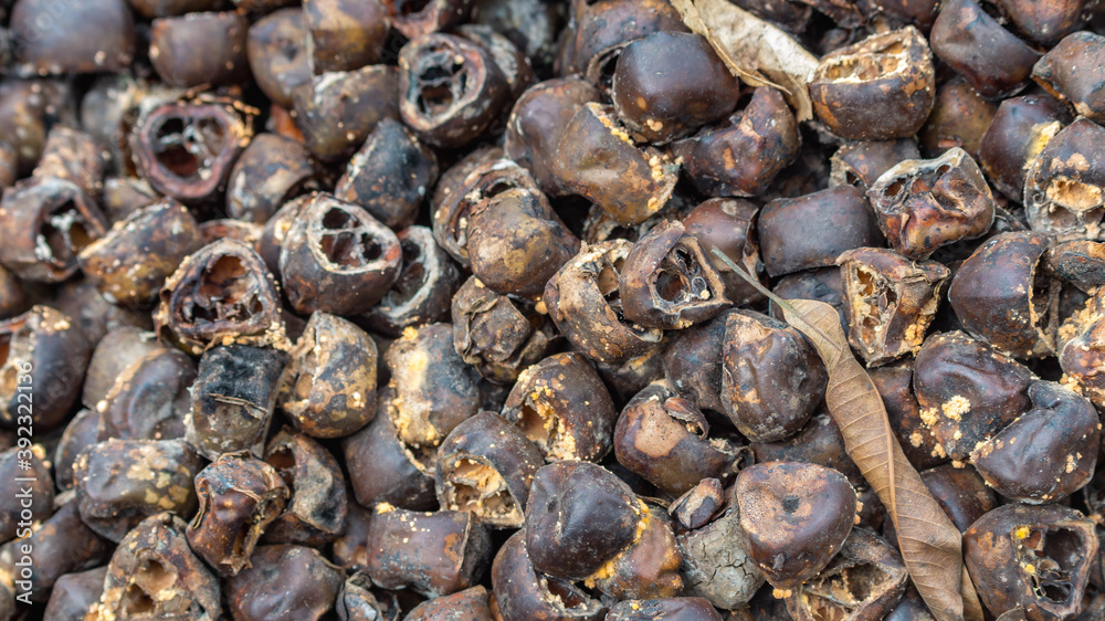 Stack of Arenga pinnata kernel / rind as the waste of kolang kaling (traditional beverage from Indonesia) industry, potentially used for fertilizer or bioenergy industry Stack of Arenga pinnata kernel / rind as the waste of kolang kaling (traditional beverage from Indonesia) industry, potentially used for fertilizer or bioenergy industry