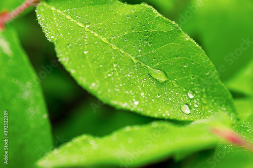 dew drops on a green leaf of honeysuckle, close-up © metelevan