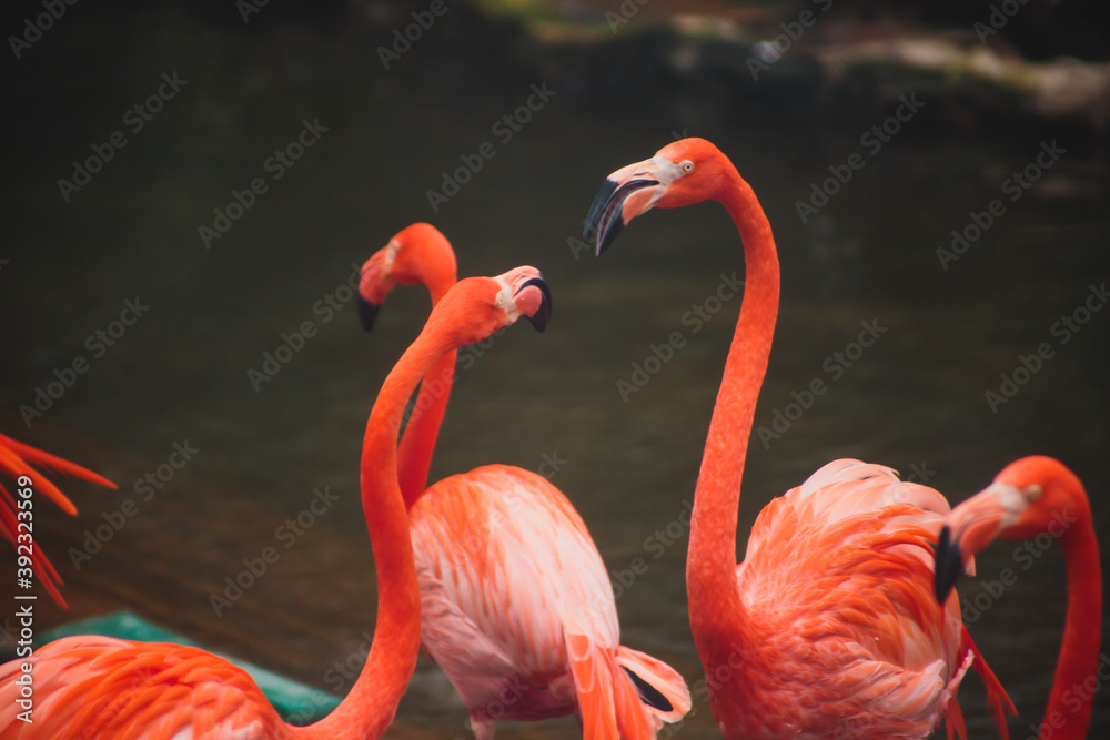 Fototapeta premium A group of pink flamingos hunting in the pond, Hong Kong, China, Kowloon Park, Oasis of green in urban setting, flamingo