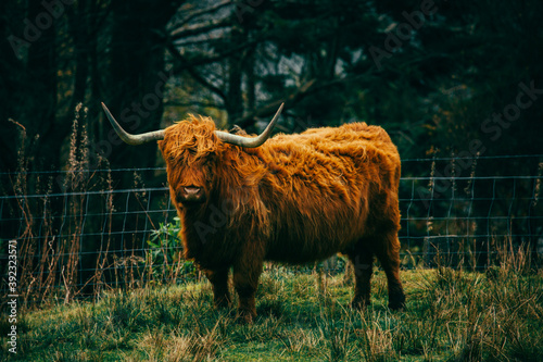An orange furry highland cow looking at the camera in a full body shot on a grassy hill