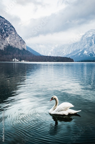 A white swan swimming in a large lake between the snowy mountains in Hallstatt  Austria