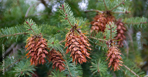 Brown pine cones on the evergreen branch Germany