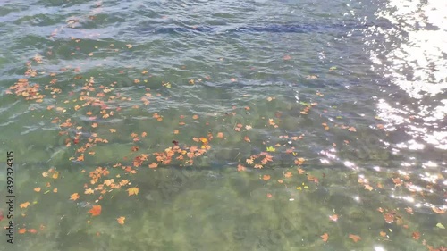 Hojas de otoño marrones flotando en el mar 