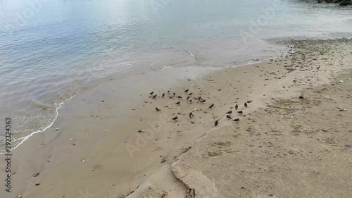 gaviotas en la orilla de la playa corriendo y volando