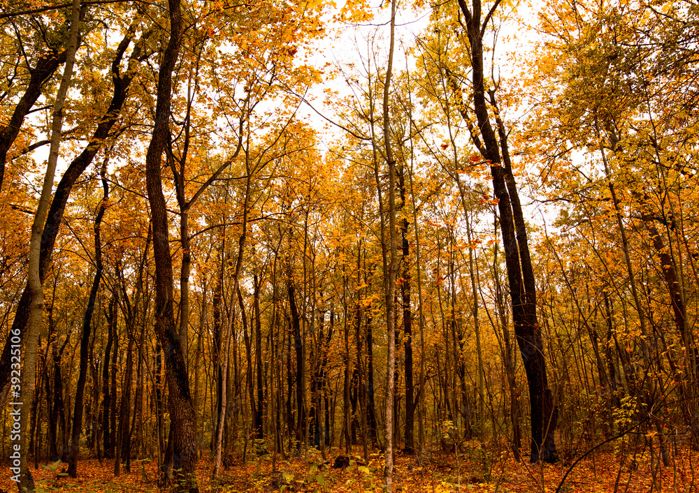 Fototapeta premium Beautiful Orange Autumn Forest view.