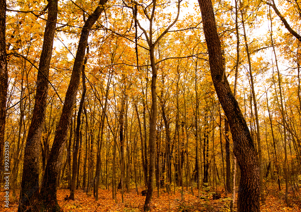 Fototapeta premium Beautiful Orange Autumn Forest view.