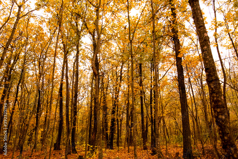Fototapeta premium Beautiful Orange Autumn Forest view.