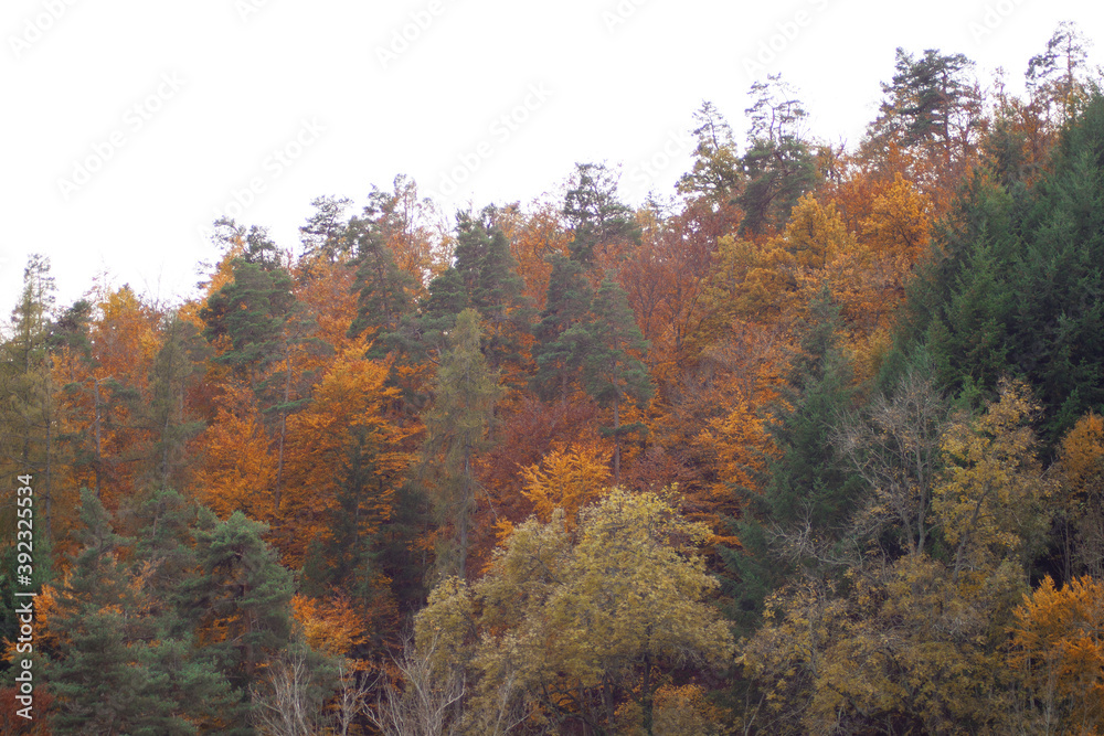 Fototapeta premium View of a hill covered with trees. Autumn colorful vibrant foliage in the day time. Breathtaking nature.