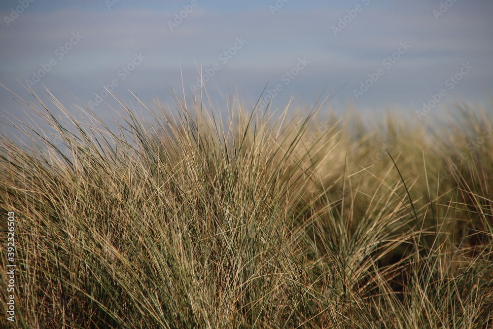 Obraz premium haram grass in the dunes of the Amsterdam Waterleidingduinen