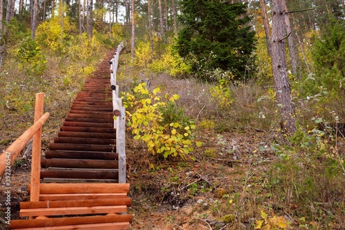 Wooden forest stairway. Old pine and birch trees, colorful green, yellow, golden leaves close-up. Idyllic autumn scene. Daugavas Loki nature park Latvia. Ecology, ecotourism, travel destinations photo