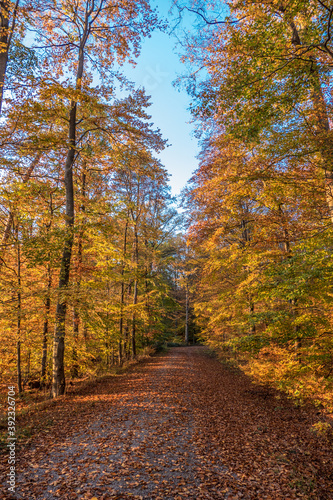 Waldweg im Herbst © focus finder
