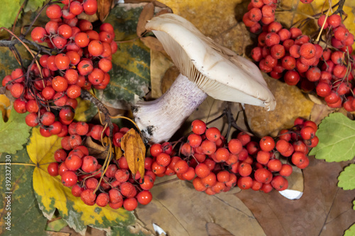 Against the background of autumn leaves, next to rowan berries, there is an edible mushroom called lilac ryadovka (lat.Lepista personata). photo