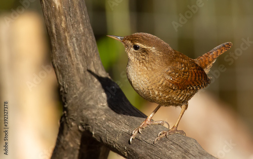 Eurasian wren, Troglodytes troglodytes. A very small bird sits on an old dry branch