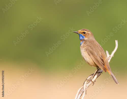 Bluethroat, Luscinia svecica. In an early sunny morning, a bird sits on a beautiful branch