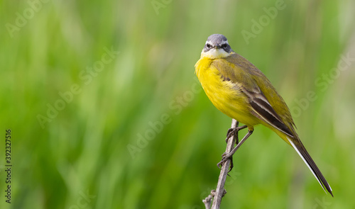 Western yellow wagtail, Motacilla flava. The bird sits on a branch and looks directly into the lens