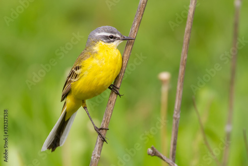 Western yellow wagtail, Motacilla flava. The bird sits on the stem of a dry plant photo