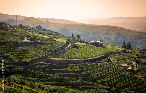 the vineyards of Douro Wine Region (DOC - Portuguese Quality Wine Scheme) on the slopes of Douro river next to Mesao Frio, district of Vila Real, Douro, Portugal photo