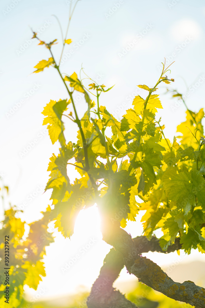 Obraz premium Vineyard, Laguardia, Alava, Basque Country, Spain, Europe