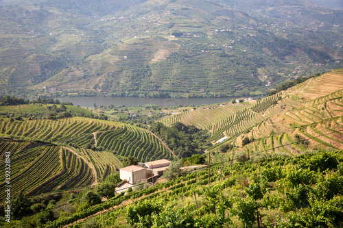 the vineyards of Douro Wine Region (DOC - Portuguese Quality Wine Scheme) on the slopes of Douro river next to Mesao Frio, district of Vila Real, Douro, Portugal photo