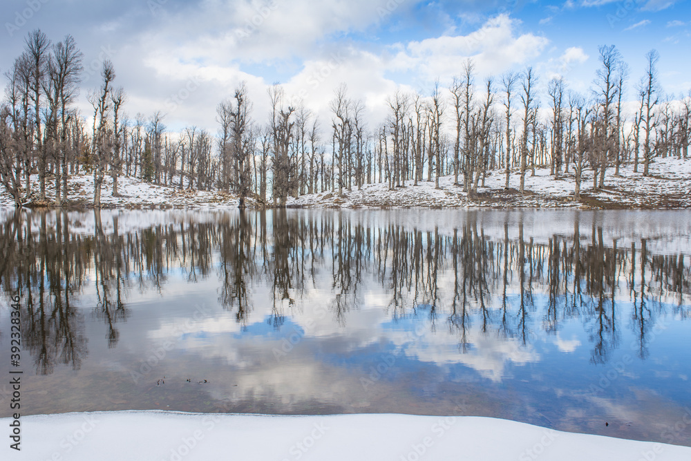 Obraz premium forest with heavy snow reflection on Lake, snow and lake