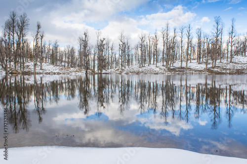 forest with heavy snow reflection on Lake, snow and lake
