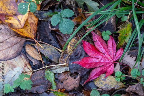 A vibrant red leaf lying amongst fallen autumn foliage in Cornish woodland