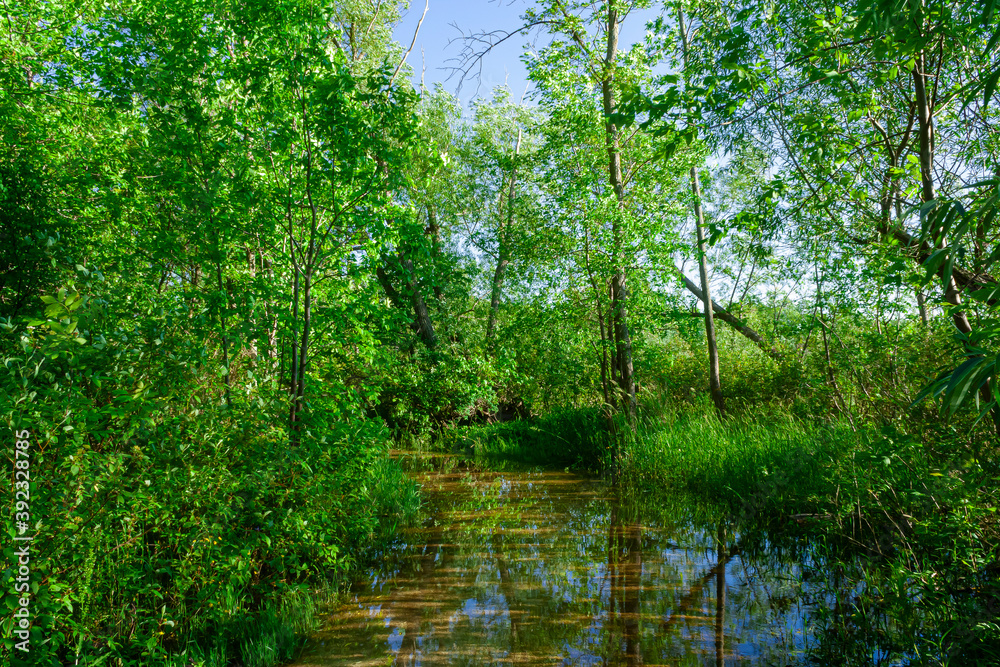 Fototapeta premium Flooded trail in the woods