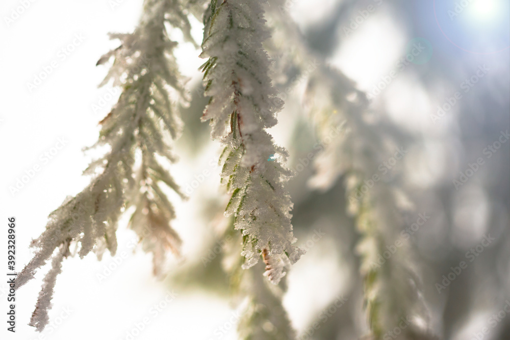 Fir branch on snow. Winter mood. Soon the New Year Fir branch on snow. Winter mood. Soon the New Year
