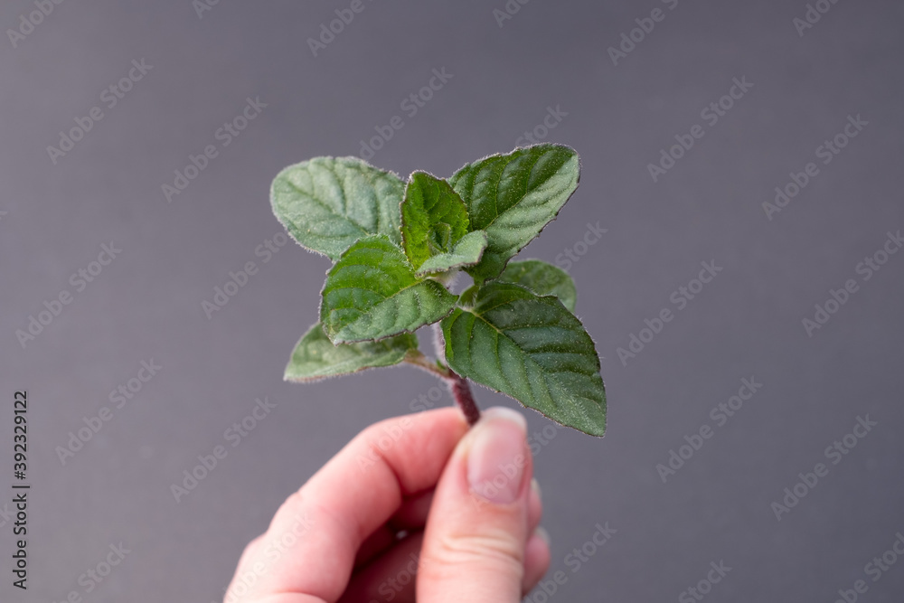 Peppermint leaves. Hand holding a green mint branch on dark gray background. Peppermint leaves. Hand holding a green mint branch on dark gray background.