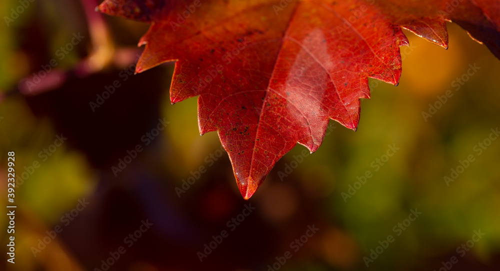Vineyards in the autumn with red foliage. Macro photography of a leaf covered with dew. Selective focus. Transition of the vine to wintering. Wine-making. Vineyards in the autumn with red foliage. Macro photography of a leaf covered with dew. Selective focus. Transition of the vine to wintering. Wine-making.